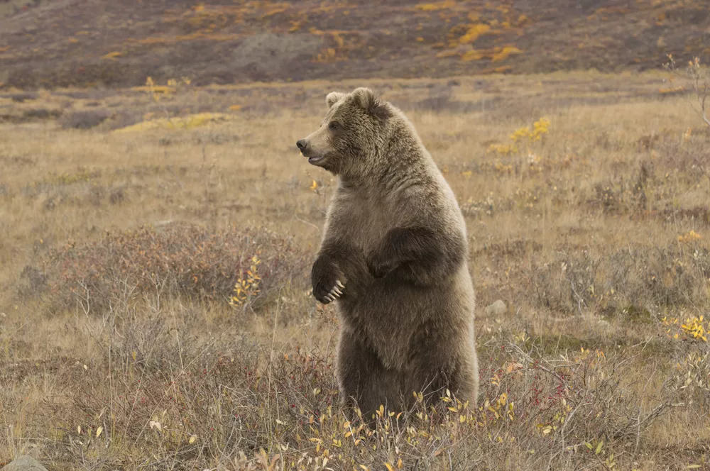 Большой бурый медведь стоит на задних лапах на коричневом лугу