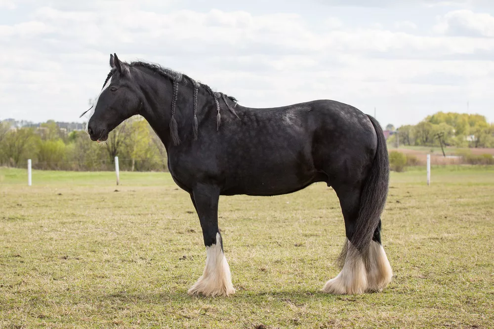 Лошадь породы Шайр стоит на травяном поле с плетеной гривой