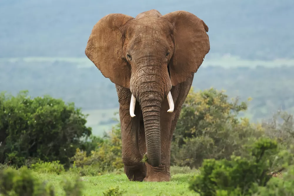 Слон с бивнями гуляет по африканской саванне