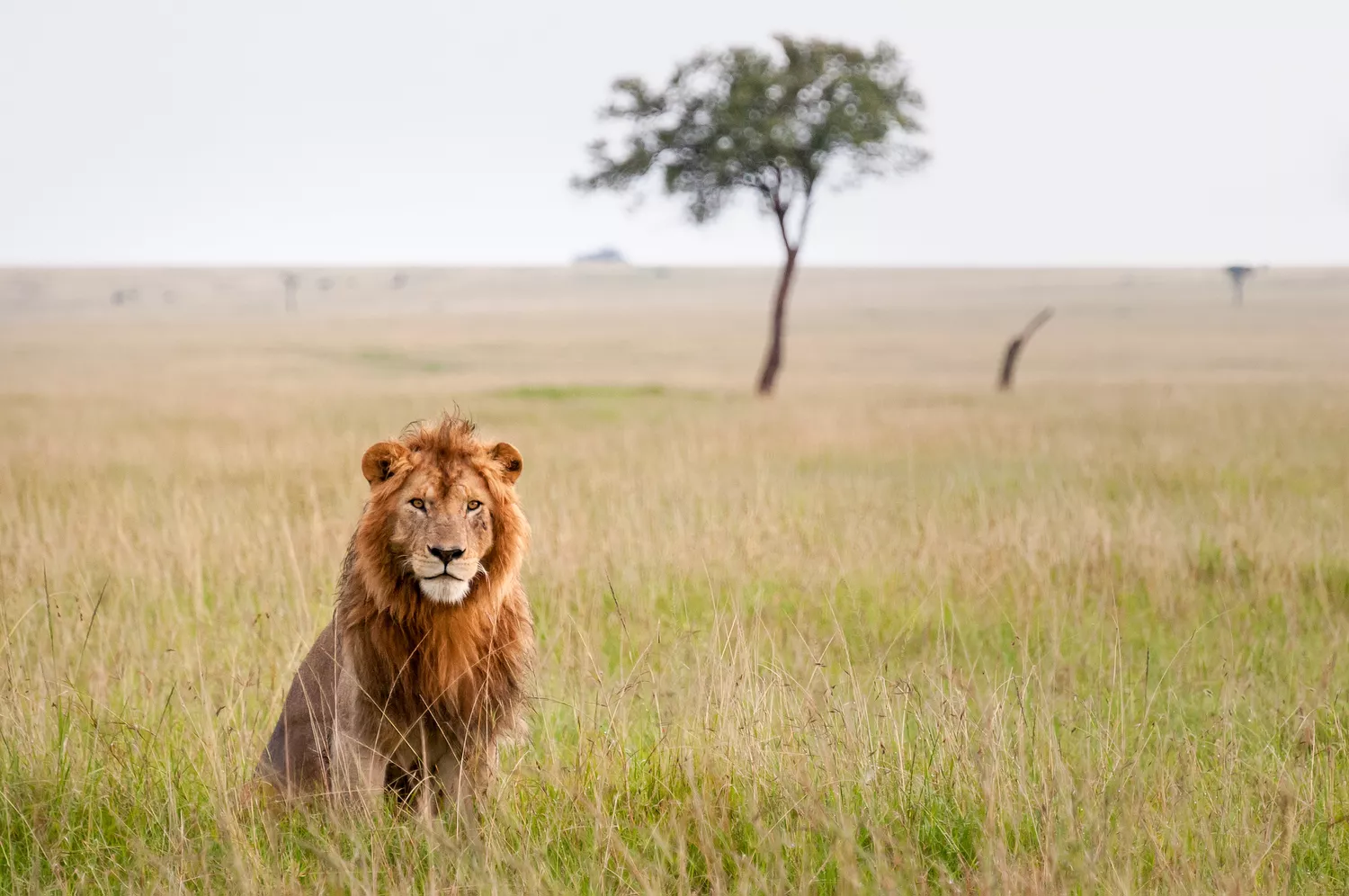 Лев сидит в траве саванны