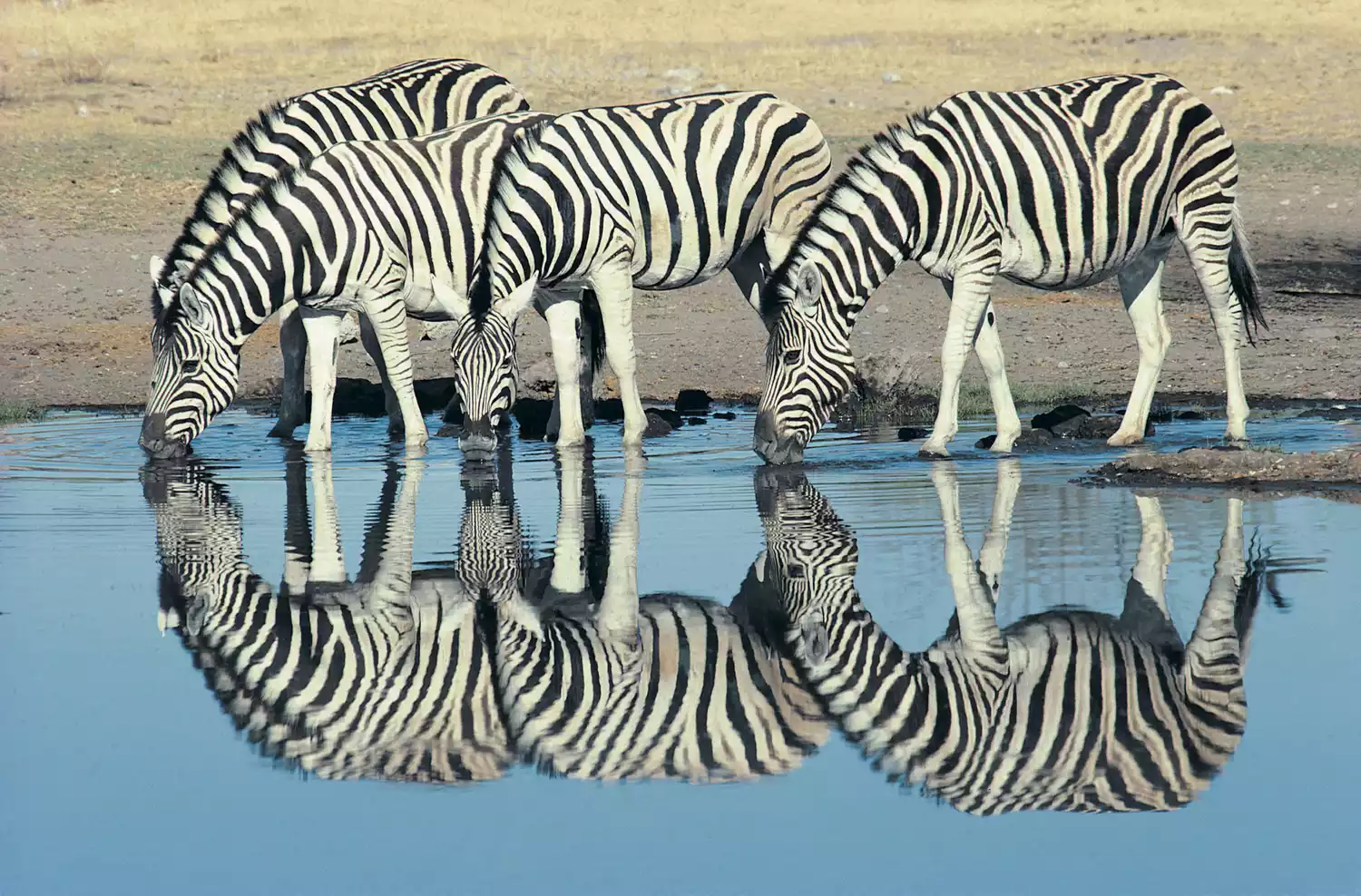 Четыре Бурчелловы зебры пьют воду