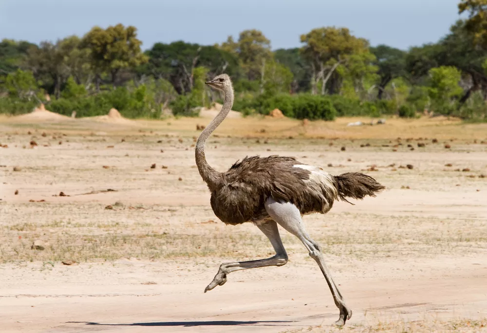 Одинокий взрослый страус бежит по песку