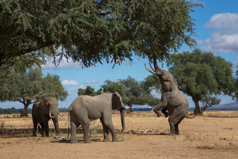 Слон стоит на задних ногах, чтобы добраться до листьев дерева