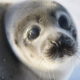 9 Удивительных фактов о тюленях
