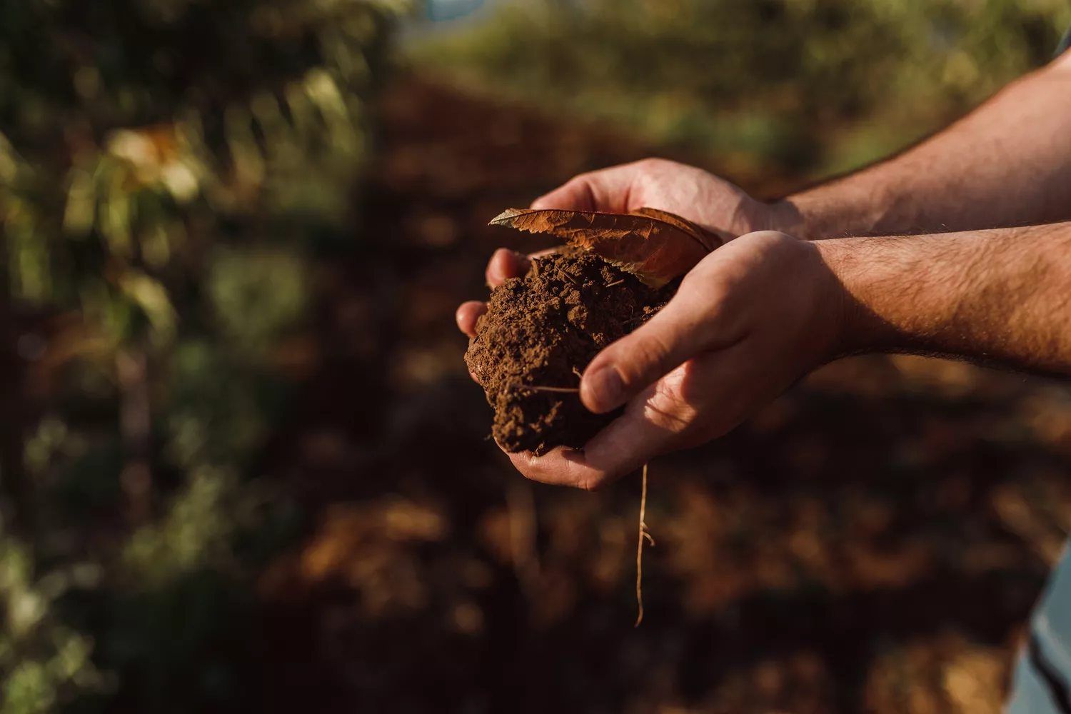 Человеческие руки держат почву на сельскохозяйственном поле