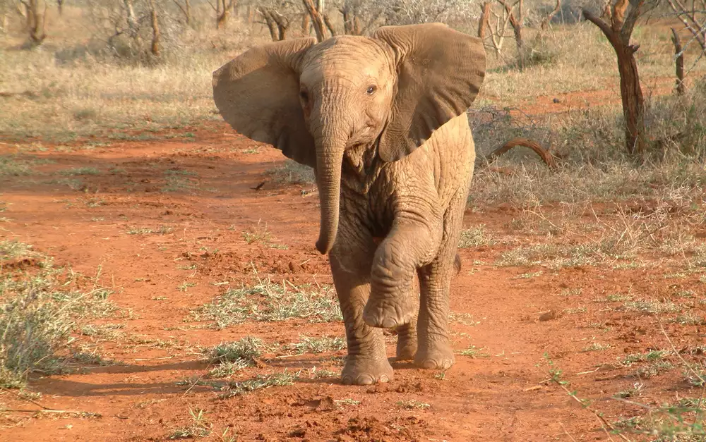 Молодой слоненок с поднятой передней ногой идет по дорожке из красной глины