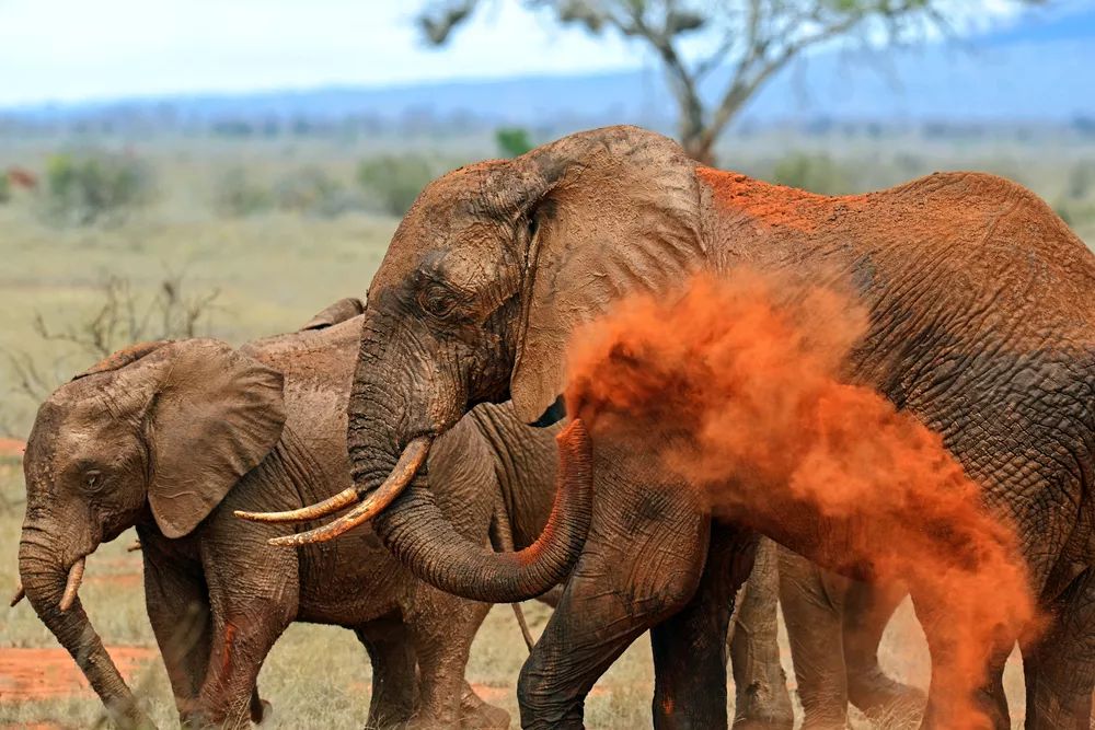 Большой слон бросает на себя красную грязь рядом с меньшим слоном