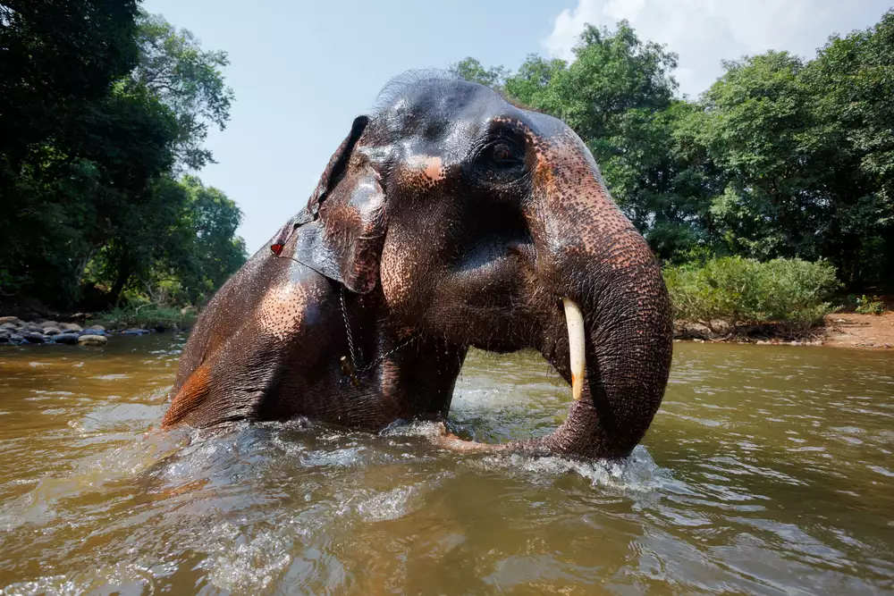 Слон плавает в водоеме