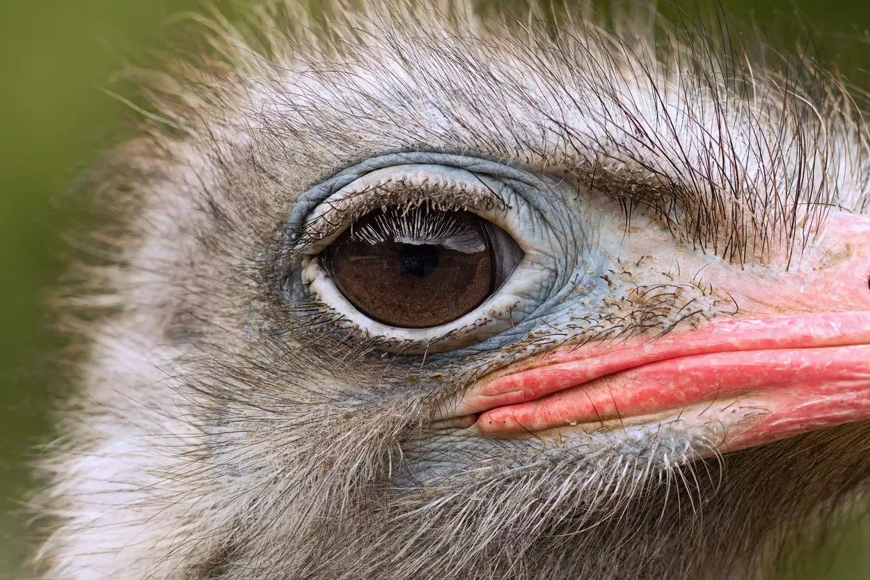 Крупный план страусиного глаза