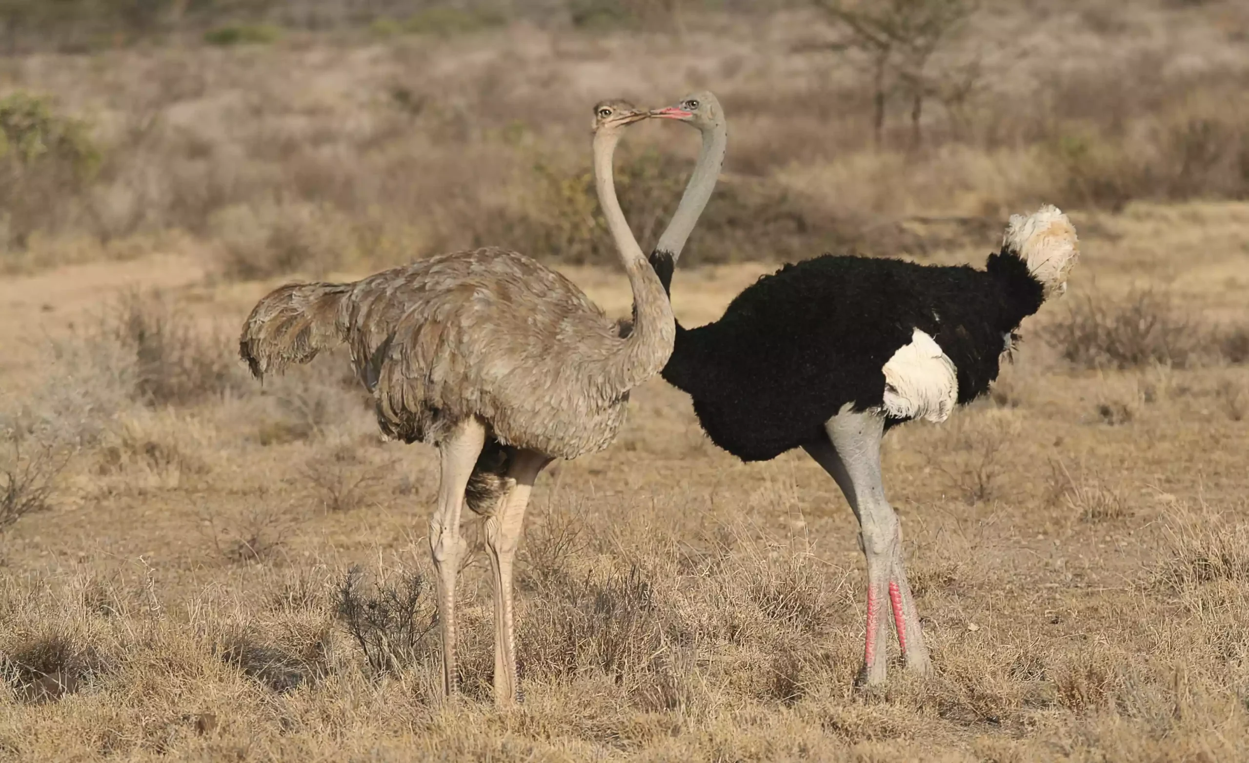 Целующиеся страусы – сомалийский страус, Struthio molubdophanes, Буффало-Спрингс, Кения