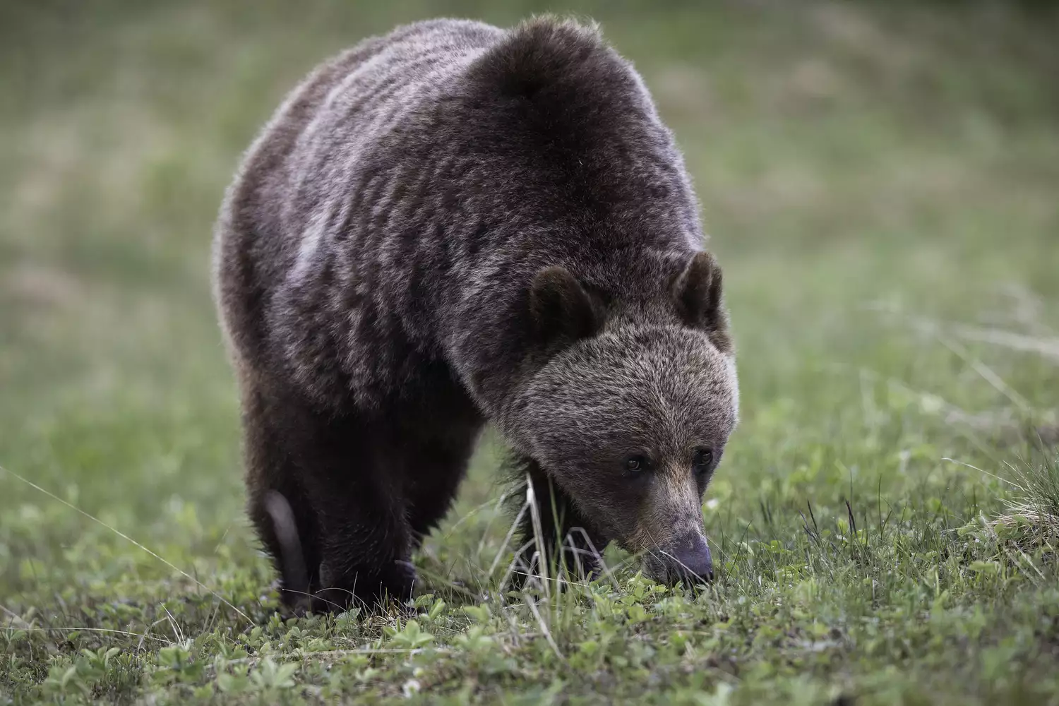 Медведь гризли с характерным горбом на плече стоит на четвереньках и ест траву
