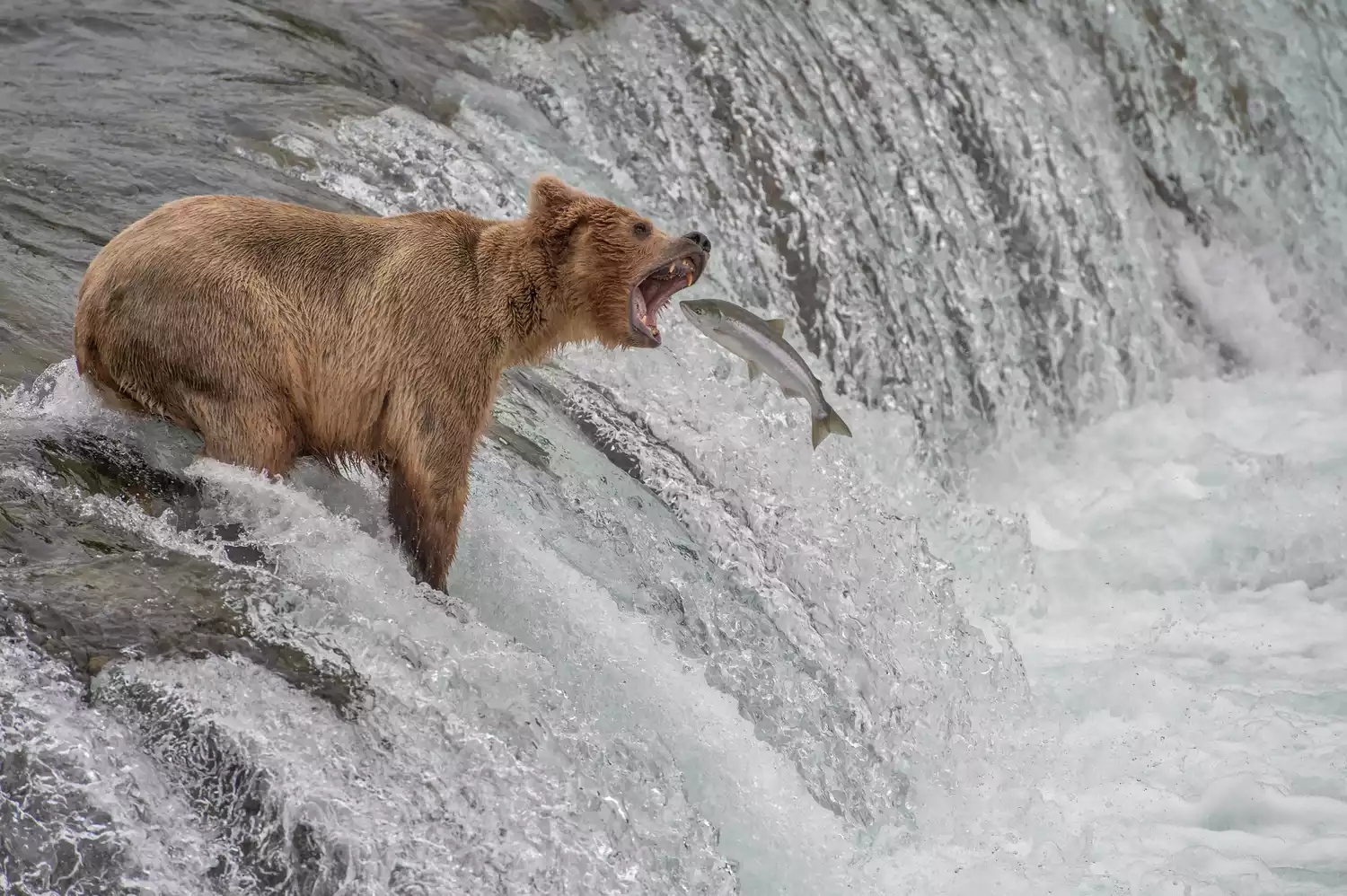 Медведь гризли стоит на краю водопада с открытым ртом и ловит летящего лосося