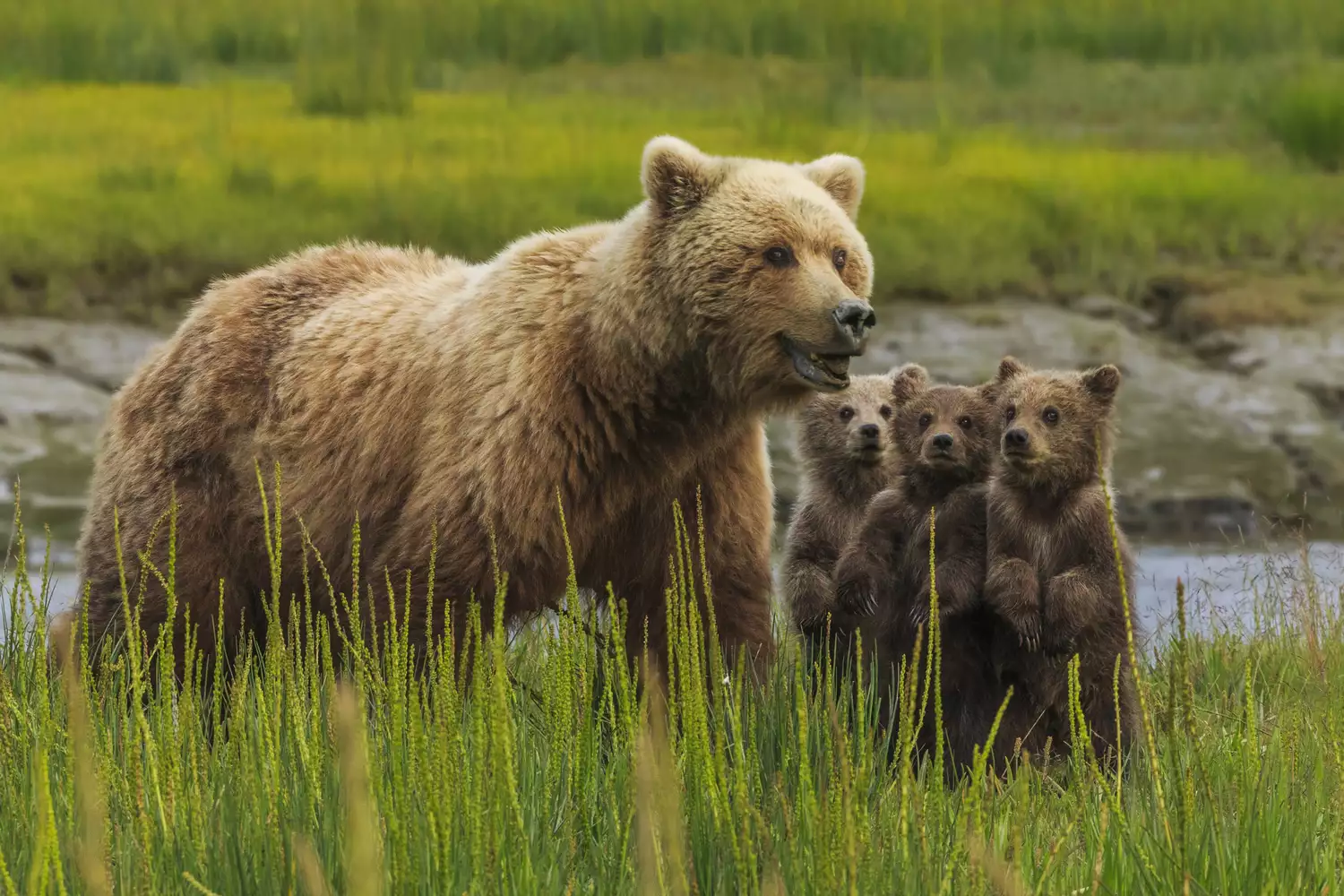 Самка медведя гризли стоит в высокой траве с тремя детенышами рядом с ней