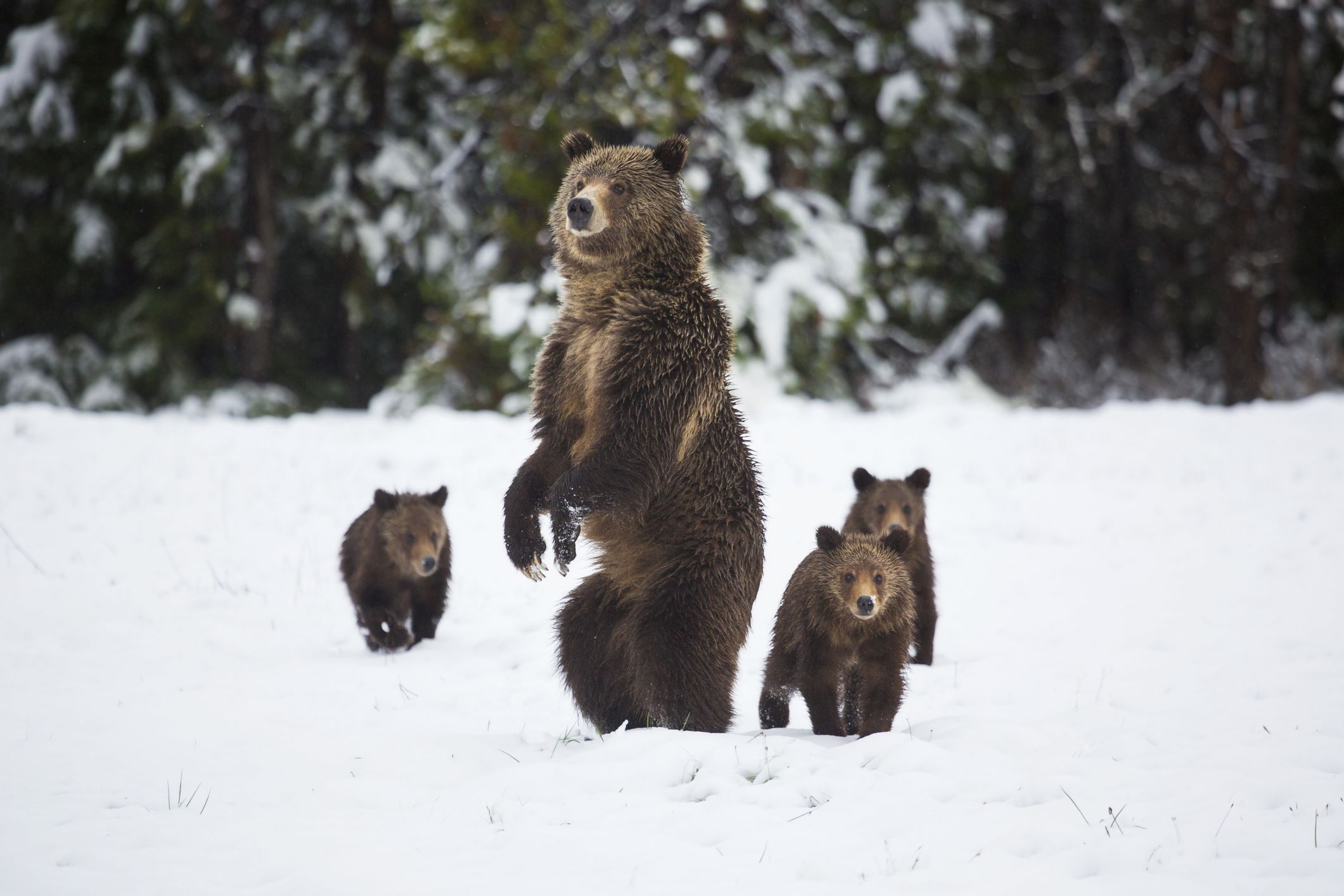 Самка медведя гризли и медвежата в снегу