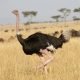 11 Увлекательных фактов о страусах
