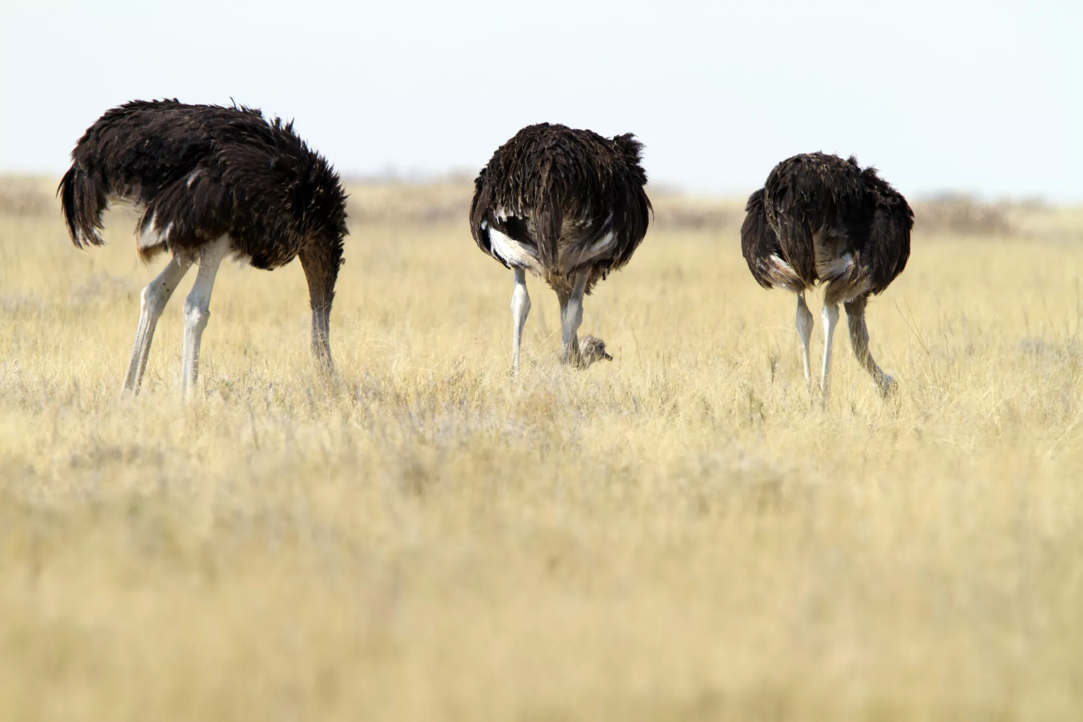 Три страуса с опущенными головами