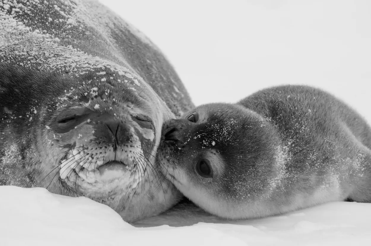 Мать и детеныш тюленя Уэдделла
