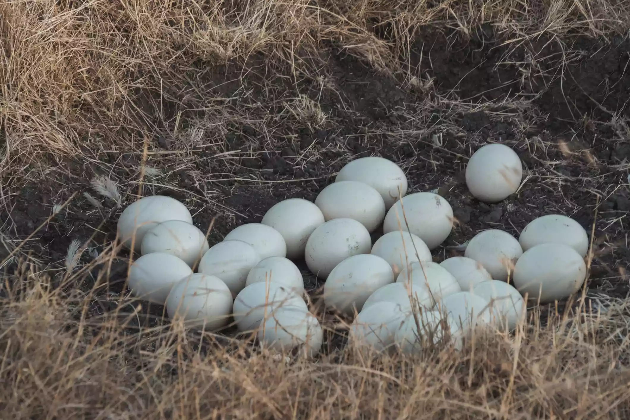 Крупный план страусиных яиц в неглубоком гнезде