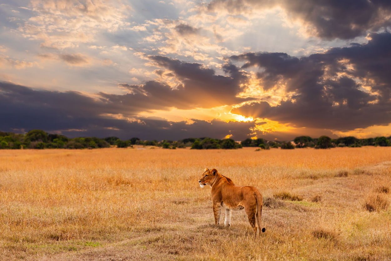 Львица стоит в африканской саванне на закате