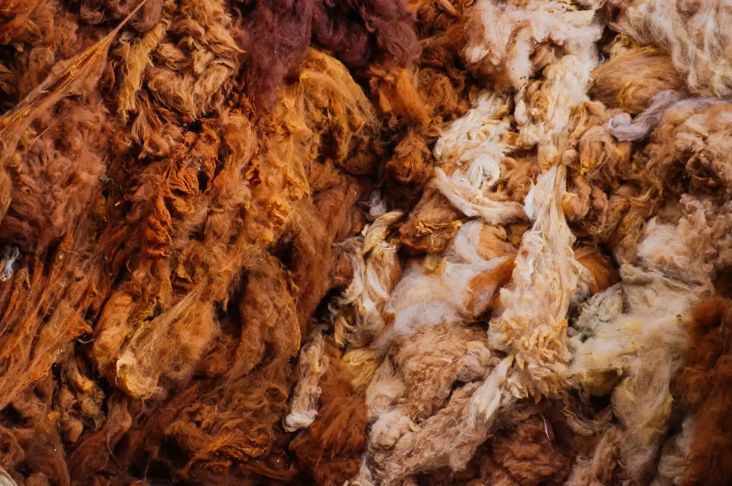 Крупный план шерсти альпаки разных цветов