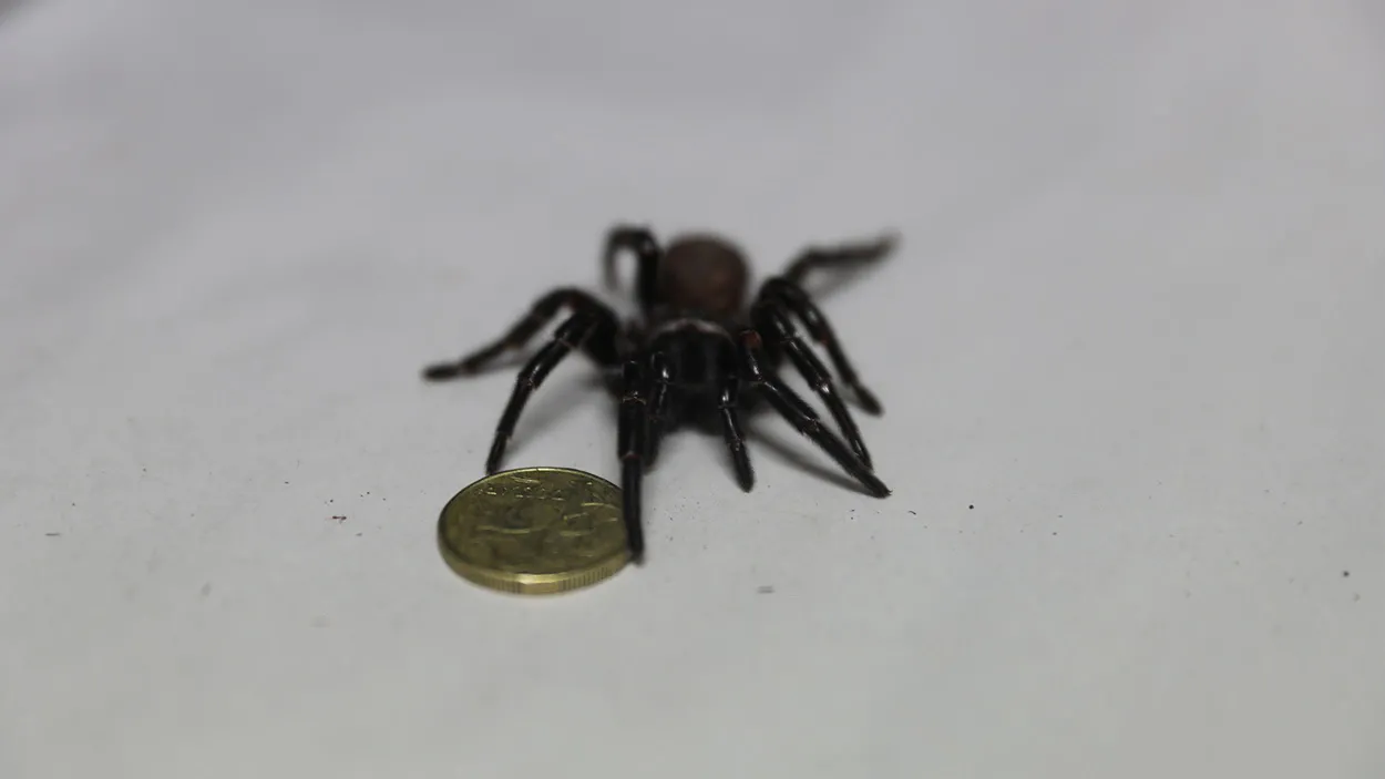 Cиднейский лейкопаутинный паук – один из самых смертоносных пауков в мире