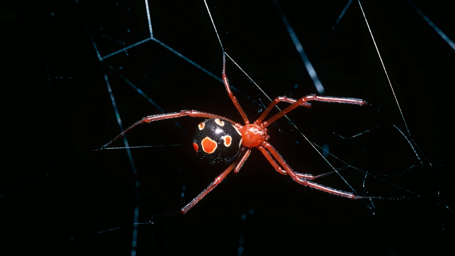 Самка паука красная вдова (Latrodectus bishopi: Theridiidae)