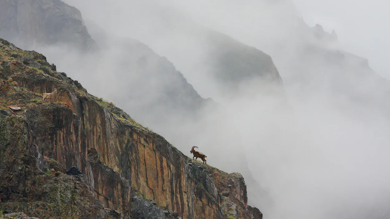 Сибирский горный козел (Capra ibex sibirica)