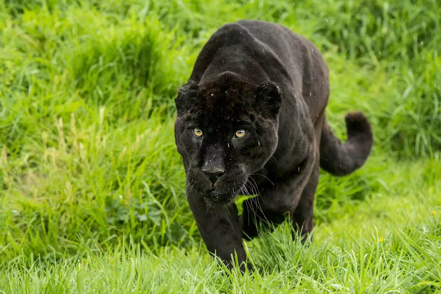 Черная, или меланистическая, пантера в траве