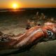 Самый большой кальмар в мире: размеры (длина, вес), фото