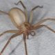 11 Самых опасных пауков в мире