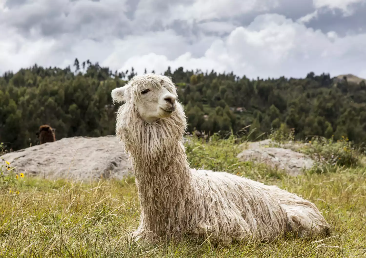 Белая альпака отдыхает в поле с высокой травой