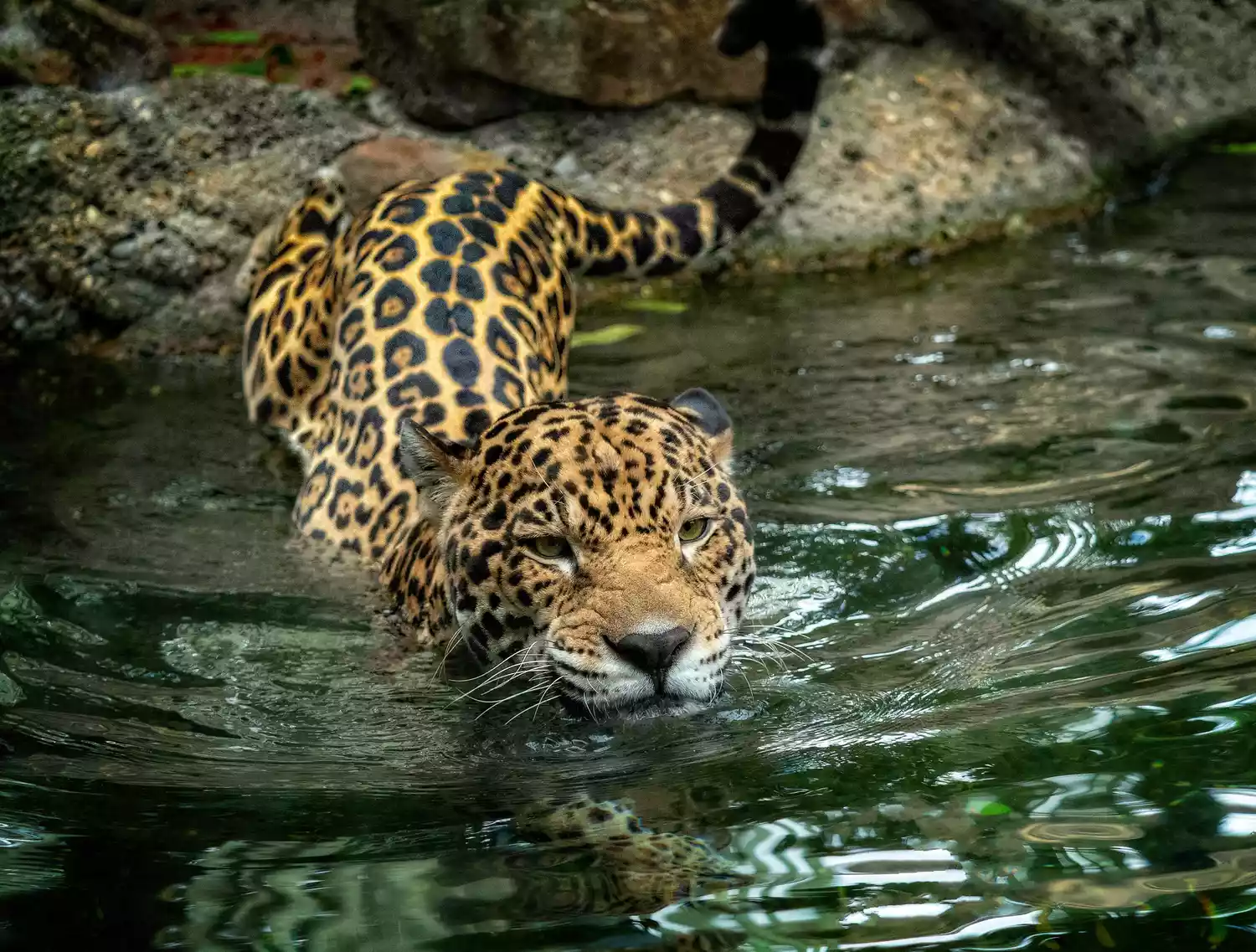 Ягуар купается