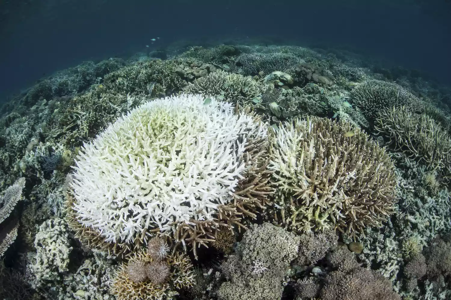 Обесцвечивание кораллового рифа в Индонезии