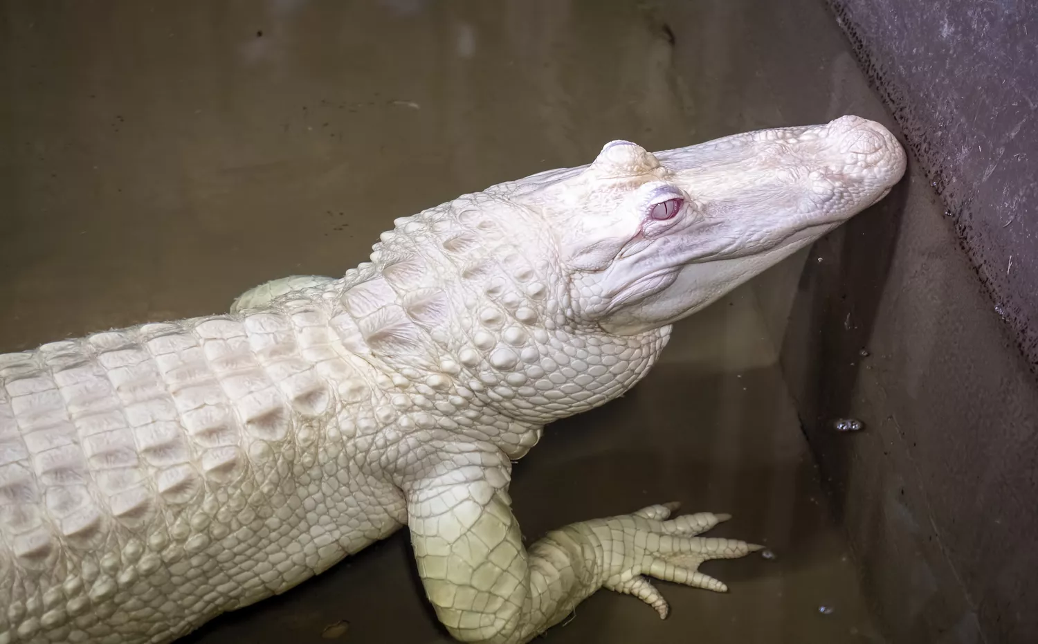 Аллигатор-альбинос, пойманный в реке Миссисипи
