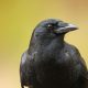 9 Удивительных фактов о воронах