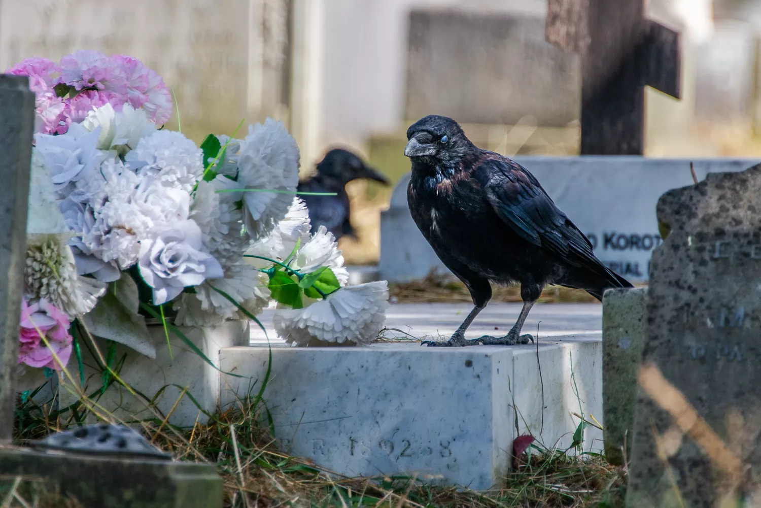 Вороны на кладбище
