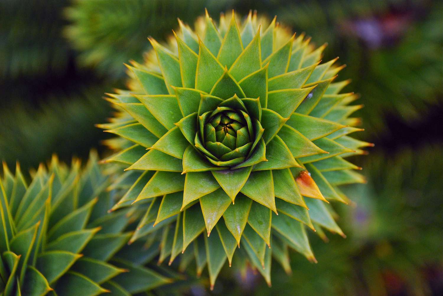 Суккулентное растение с фрактальным рисунком
