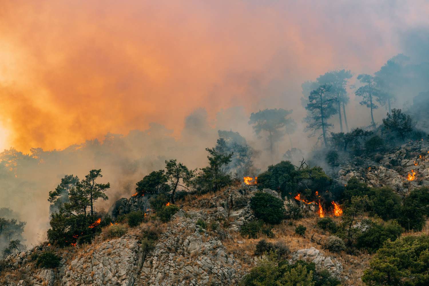 Огромный лесной пожар в сосновом лесу