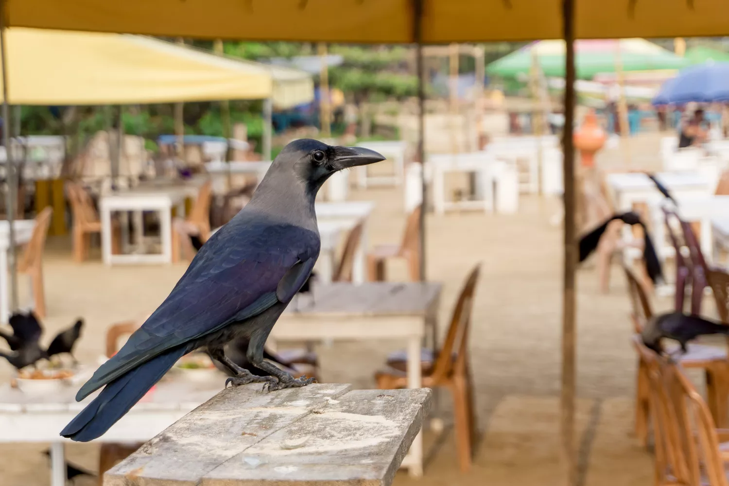 Серая ворона обследует внутренний дворик ресторана в поисках пищи