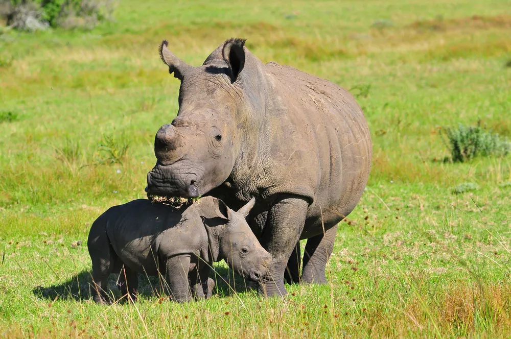 Носорог и детеныш