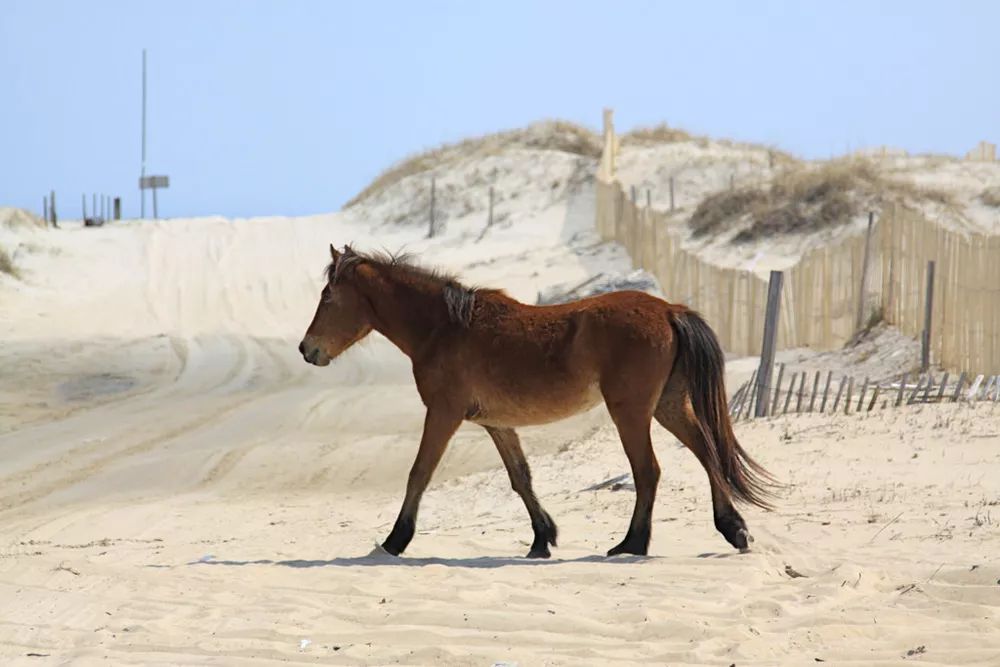 Лошадь идет по белому пляжу Карова-Бич