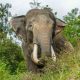 Почему суматранские слоны находятся под угрозой исчезновения