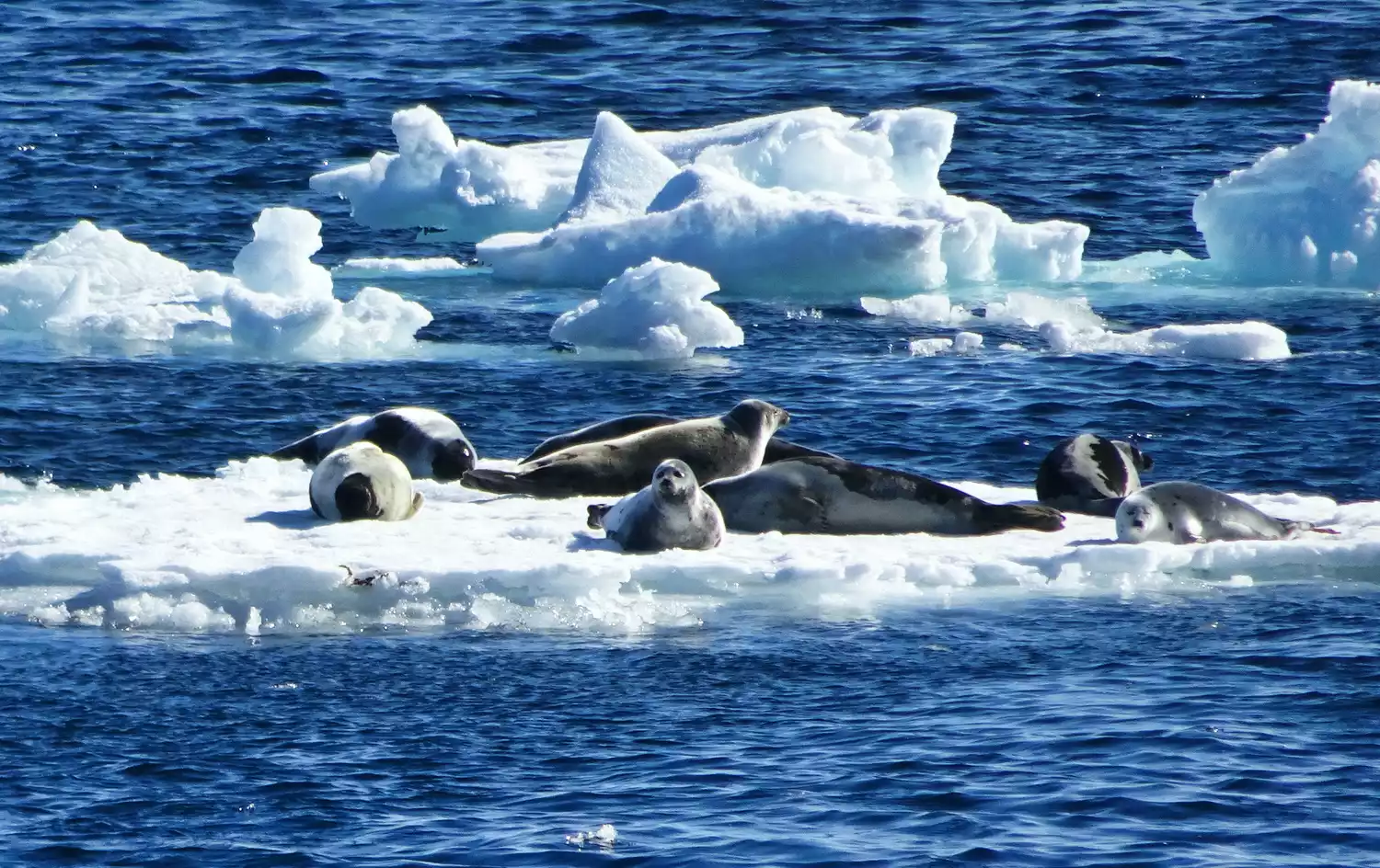 Небольшая группа гренландских тюленей отдыхает на маленьком куске льдины