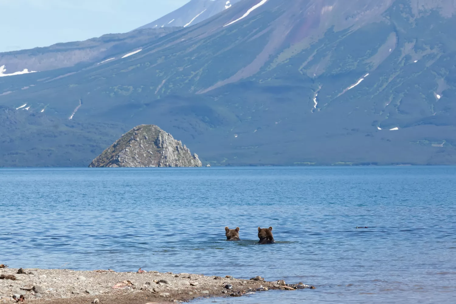 Два бурых медведя в мелком голубом озере с большой горой позади них