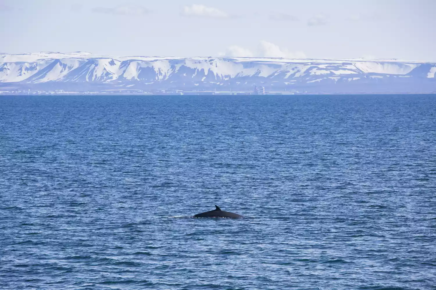 Спина кита, плывущего по голубым водам Исландии