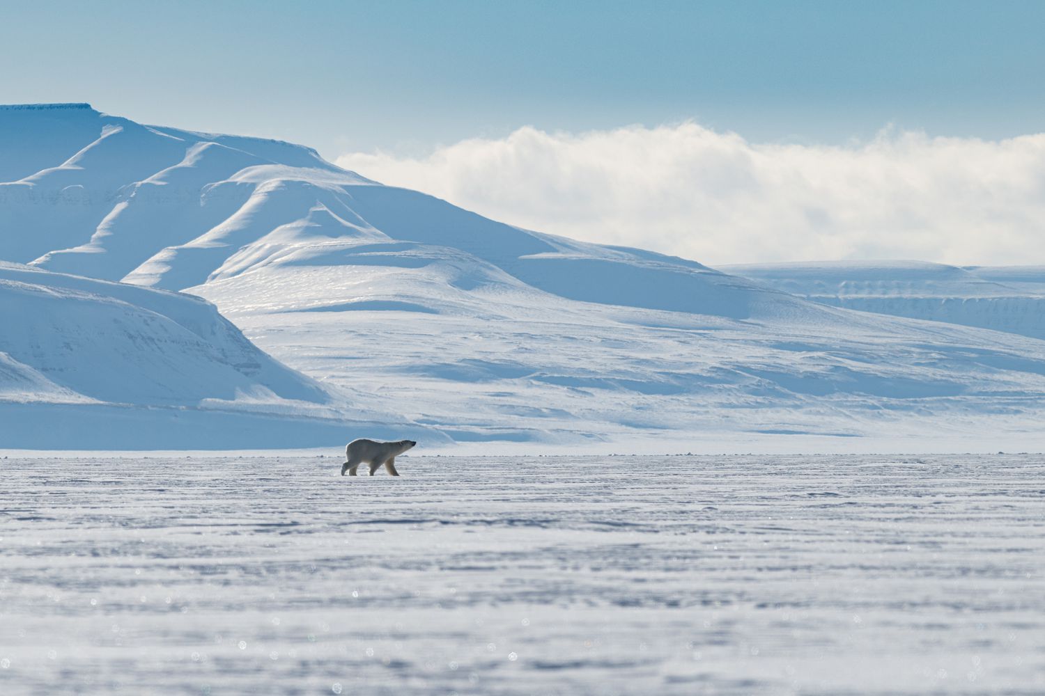 Белый медведь идет по ровной поверхности, покрытой морским льдом