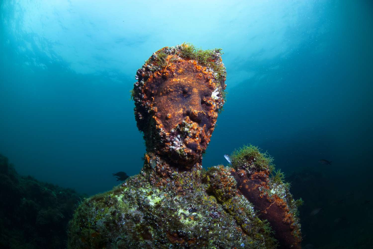 Голова погруженной под воду статуи покрыта водными растениями