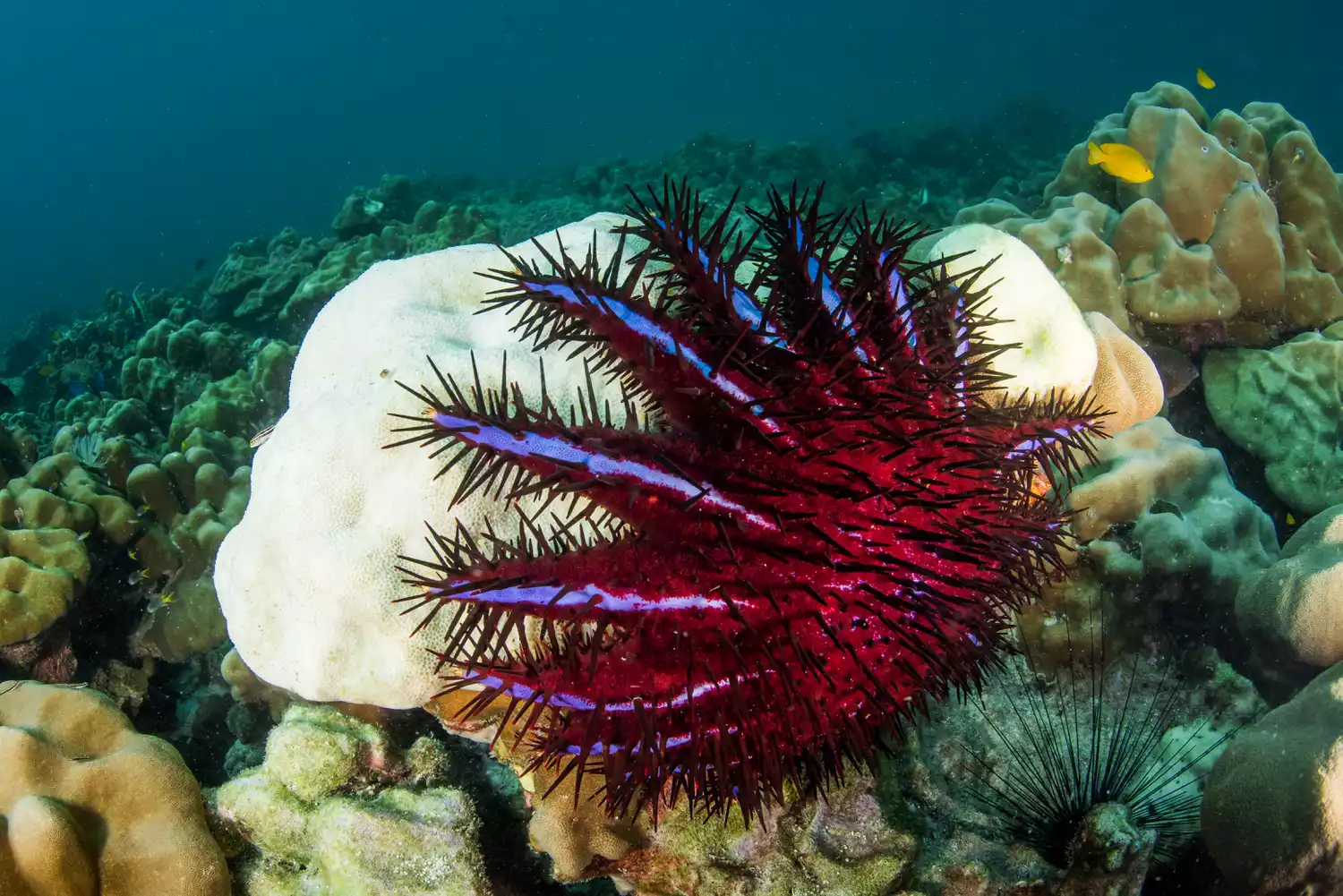 Терновый венец поедает кораллы в рифе