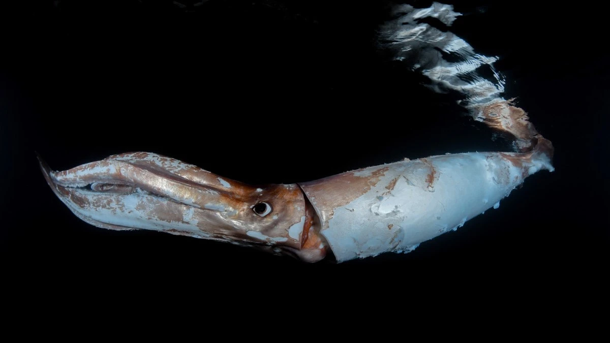 Гигантский кальмар плавает прямо под поверхностью, держа щупальца вместе