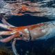 Потрясающие фотографии редкого 2,5-метрового гигантского кальмара
